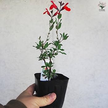 Amazon.co.jp: ITANSE チェリーセージ 3号 3個セット【品種で